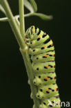 Koninginnepage (Papilio machaon) 