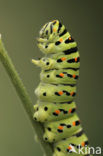 Koninginnepage (Papilio machaon) 