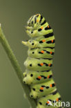 Swallowtail (Papilio machaon)