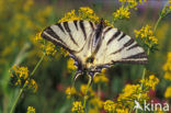 Scarce Swallowtail (Iphiclides podalirius)