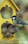 Great Tit (Parus major)