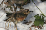 Koperwiek (Turdus iliacus)