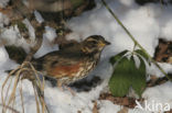 Koperwiek (Turdus iliacus)