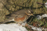 Koperwiek (Turdus iliacus)