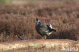 Black Grouse (Tetrao tetrix)