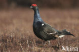 Black Grouse (Tetrao tetrix)