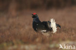 Black Grouse (Tetrao tetrix)