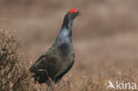 Black Grouse (Tetrao tetrix)