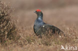 Black Grouse (Tetrao tetrix)