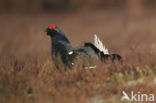 Black Grouse (Tetrao tetrix)