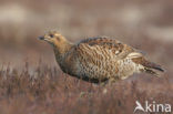 Black Grouse (Tetrao tetrix)