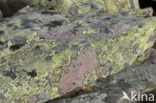 Lichen
