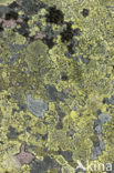 Lichen