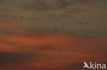 Common Crane (Grus grus)
