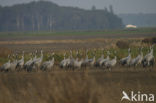 Common Crane (Grus grus)