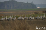 Kraanvogel (Grus grus)