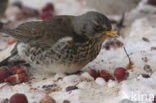 Fieldfare (Turdus pilaris)