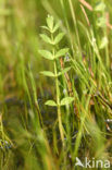 Kruipend moerasscherm (Apium repens) 