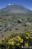 kruiskruid (Senecio telekii)