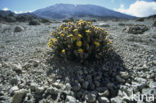 ragwort (Senecio telekii)