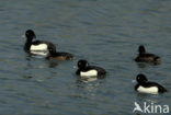 Tufted Duck (Aythya fuligula)