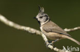 Kuifmees (Parus cristatus)