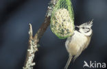 Kuifmees (Parus cristatus)