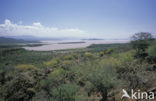 Lake Baringo