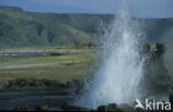 Lake Bogoria National Reserve