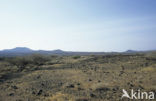 Lake Turkana National Park