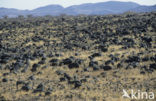 Lake Turkana National Park