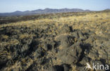 Lake Turkana National Park