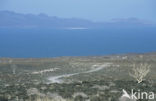 Lake Turkana National Park