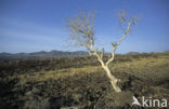 Lake Turkana National Park