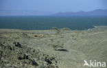 Lake Turkana National Park