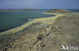 Lake Turkana National Park