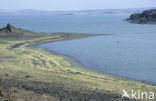 Lake Turkana National Park