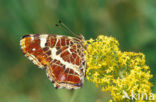 Landkaartje (Araschnia levana)