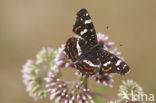 Map Butterfly (Araschnia levana)