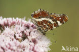 Landkaartje (Araschnia levana)