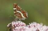 Landkaartje (Araschnia levana)