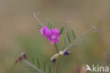 Spring Vetch (Vicia lathyroides)