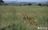 Leeuw (Panthera leo) 