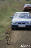 Leeuw (Panthera leo) 