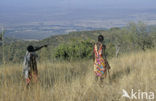 Magadi
