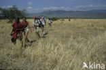 Magadi