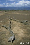 Magadi