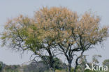 Leadwood (Combretum imberbe)