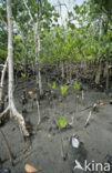 Mangrove (Rhizophora mangle)