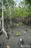 Red Mangrove (Rhizophora mangle)